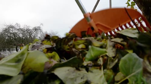 Ground-level shot of a rake gathering autumn leaves toward the camera, ending with leaves fully cove