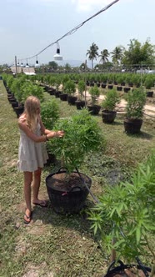Jovem mulher visita uma plantação de cannabis ao ar livre totalmente orgânica na Tailândia