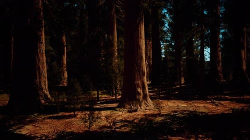 La lumière du soir brille sur la forêt de séquoias