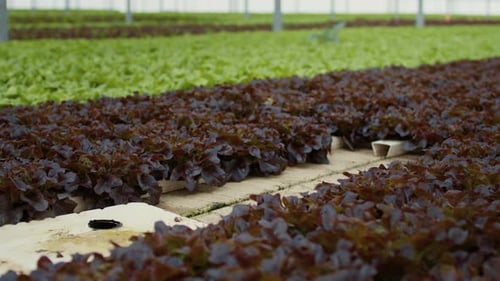 Rows of Lettuce Growing Inside Greenhouse During Daytime