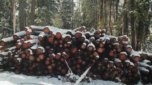 Pile of Rotten Snowcovered Logs in a Winter Nordic Coniferous Forest