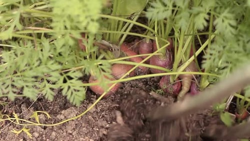 harvesting carrots in the garden digging out carrots stock footage