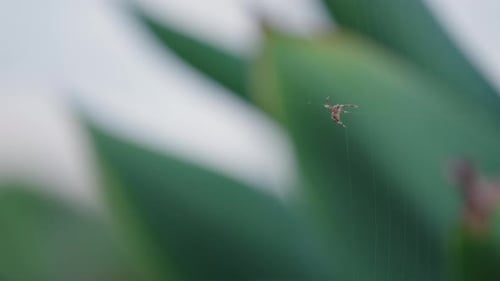 Close Up Of Small Spider Spinning Web, 4K Slow Motion