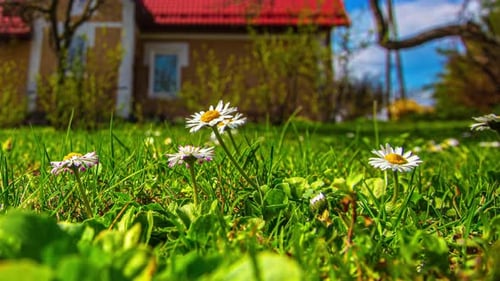 Common Daisy Blooming Over Green Fields. Timelapse