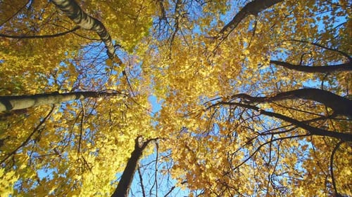 Bunte Herbstbaumwipfel im Herbstwald mit blauem Himmel und Sonne, die durch die Bäume scheint