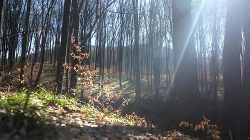 Bosque primaveral con rayos de sol