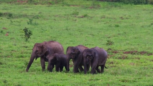 The Asiatic Elephants are endangered species and they are also residents of Thailand; at the nationa
