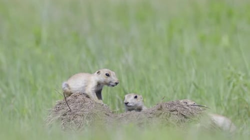 Prairie Dogs Gather Near Their Burrow in Grassy Field