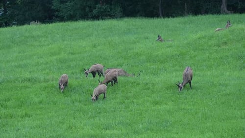 Manada de gamuzas salvajes pastando en una colina verde, vida silvestre de Glarus, Suiza