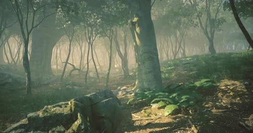 Misty Forest Path with Sunlight Filtering Through Trees at Dawn