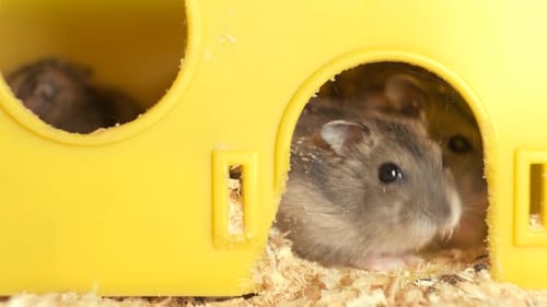 Three Dwarf Hamsters in a Yellow House