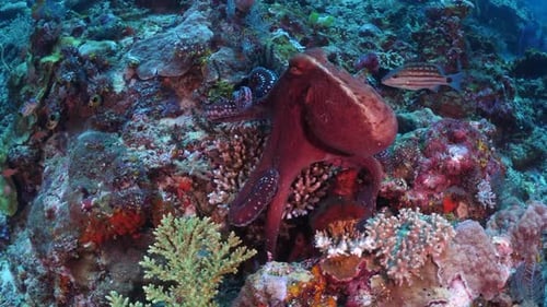 A Day Octopus searching the reef algae and corals for food