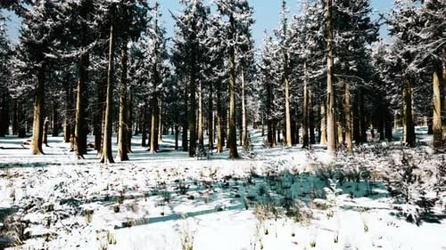 Sunset or Sunrise in the Winter Pine Forest Covered with a Snow