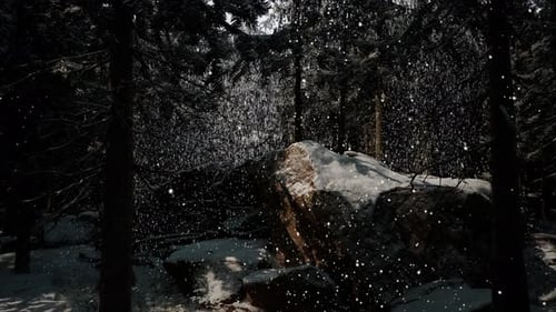 Winter Forest in the Snow