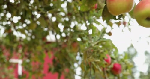 Apfelernte im Obstgarten