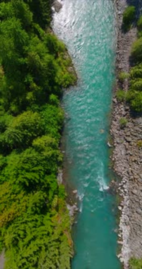 Top Down View of Fast Moving River Surrounded By Pine Forest Canada