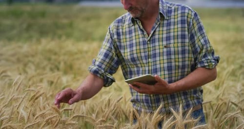 Farmer Inspecting Wheat Crop with Tablet