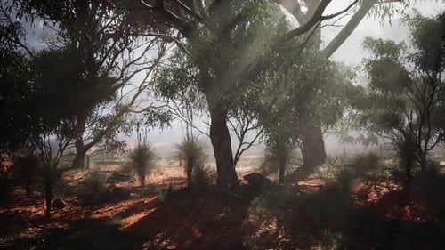 Sunlight Filtering Through Foggy Forest Trees