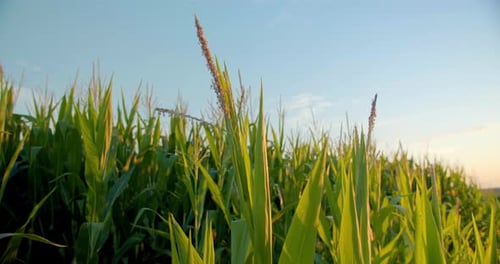 Close Up , Corn Farm, Crops at Sunset, Cinematic