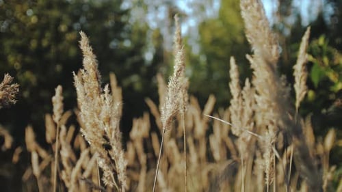 Dolly Shot of Fluffy Spikelets of Dry Grass in Field Against Background of Green Trees Beautiful