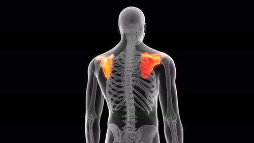 Human shoulder blade bones highlighted in glowing orange medical animation