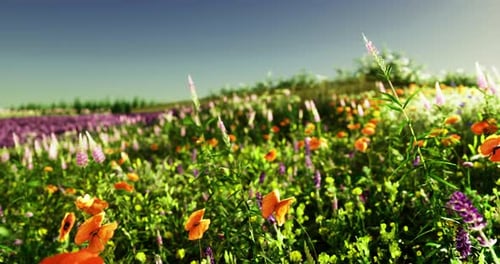 Lebendige Wildblumenwiese im Frühling unter klarem blauem Himmel
