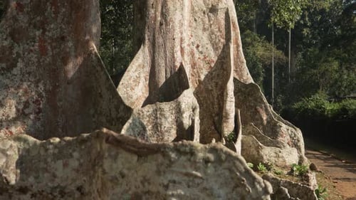Large Tree Trunk Bottom Of A Tree A173
