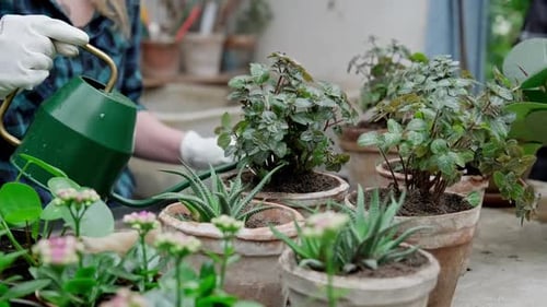 Woman Gardener Watering Potted Pilea Plant After Transplant Into New Pot