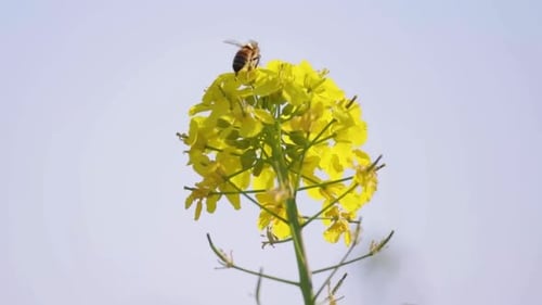 Cinematic And Majestic View Of Honey Bee Collecting Nectar