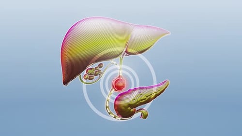 Animated 3D Human Liver Gallbladder Pancreas with Pain Indication