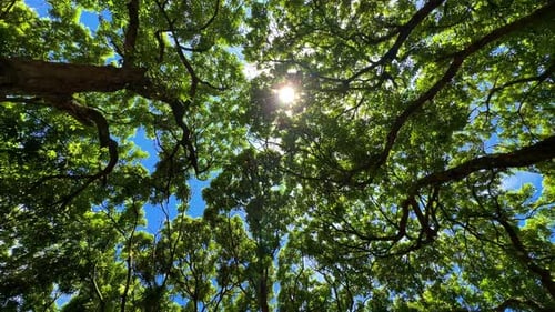 Upwards looking footage towards the treetops through which the sun shines brightly.