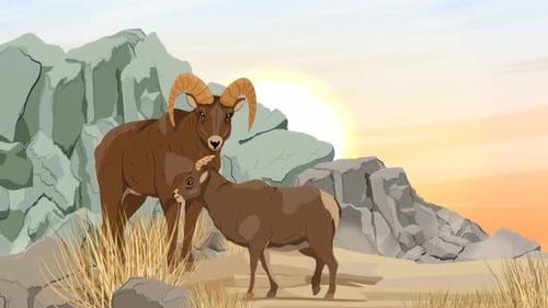 Rocky Mountain Goat Family in Mountain Cliffs - Wildlife Forest - Cartoon Animals Animations