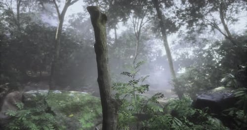 Dense Forest with Mist Creating a Mysterious Atmosphere in Nature