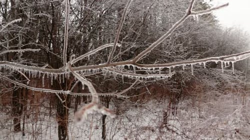 A closeup of formed icicles on hanging branches of trees in nature.