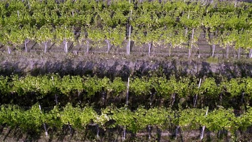 drone detail of a vineyard field at sunset