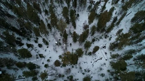 Aerial Tilt View Winter Forest Evergreen Trees on the Snow and Road on the Background Amazing Winter