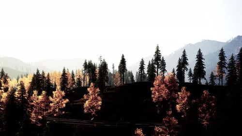 Uma vista panorâmica de uma floresta com montanhas ao fundo