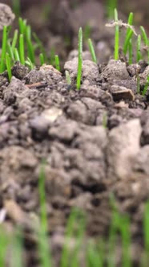 Close-up of grass sprouts growing in dirt