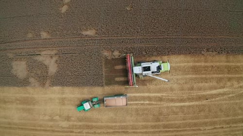 Harvester hat Getreide in den Traktor heruntergeladen. Voller Laster verlässt das Feld