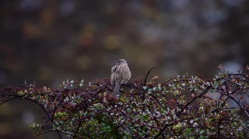 Small Bird Perched On Bush Takes Flight