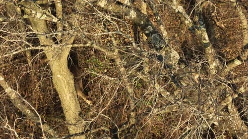 Above View Of White-Tailed Deer Foraging Inside The Forest. Aerial Shot