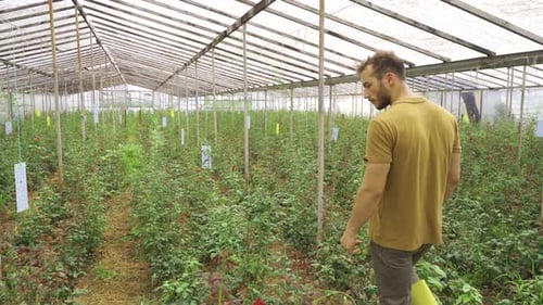 Young Adult Walking Through Rows of Roses in Greenhouse