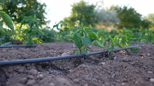 Irrigation System Waters Young Farm Plants