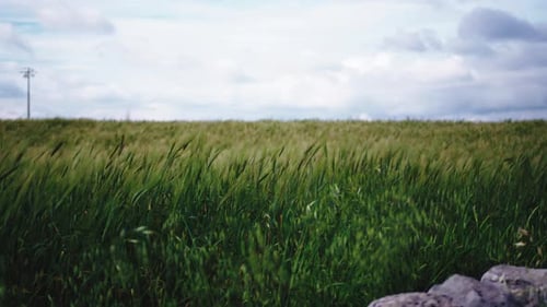 Green Ears of Corn Blowing in the Wind