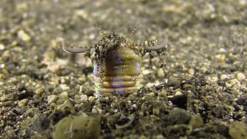 Bobbit worm lurking in seabed, upper body part with jaws sticking out of sand, close-up shot during