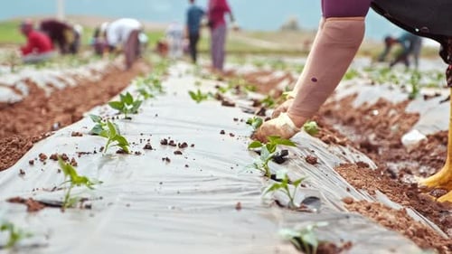 Vegetable Seedling Planting By Farmers