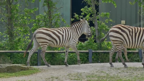 Zebras walk strutting through enclosure on grassy dirt path, dublin zoo ireland