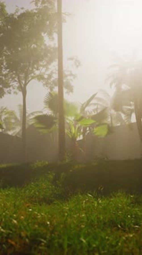 Lush Green Grass and Trees with Morning Haze