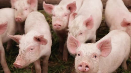 Curious Pink Piglets Grouped Together on Farm
