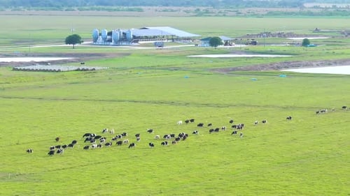 Free Range Milk Cows Grazing on Green Farm Pasture Feeding of Cattle on Farmland Grassland